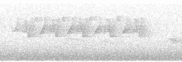 Тимелія-куцохвіст велика (підвид albiventer/pallidior) - ML69050