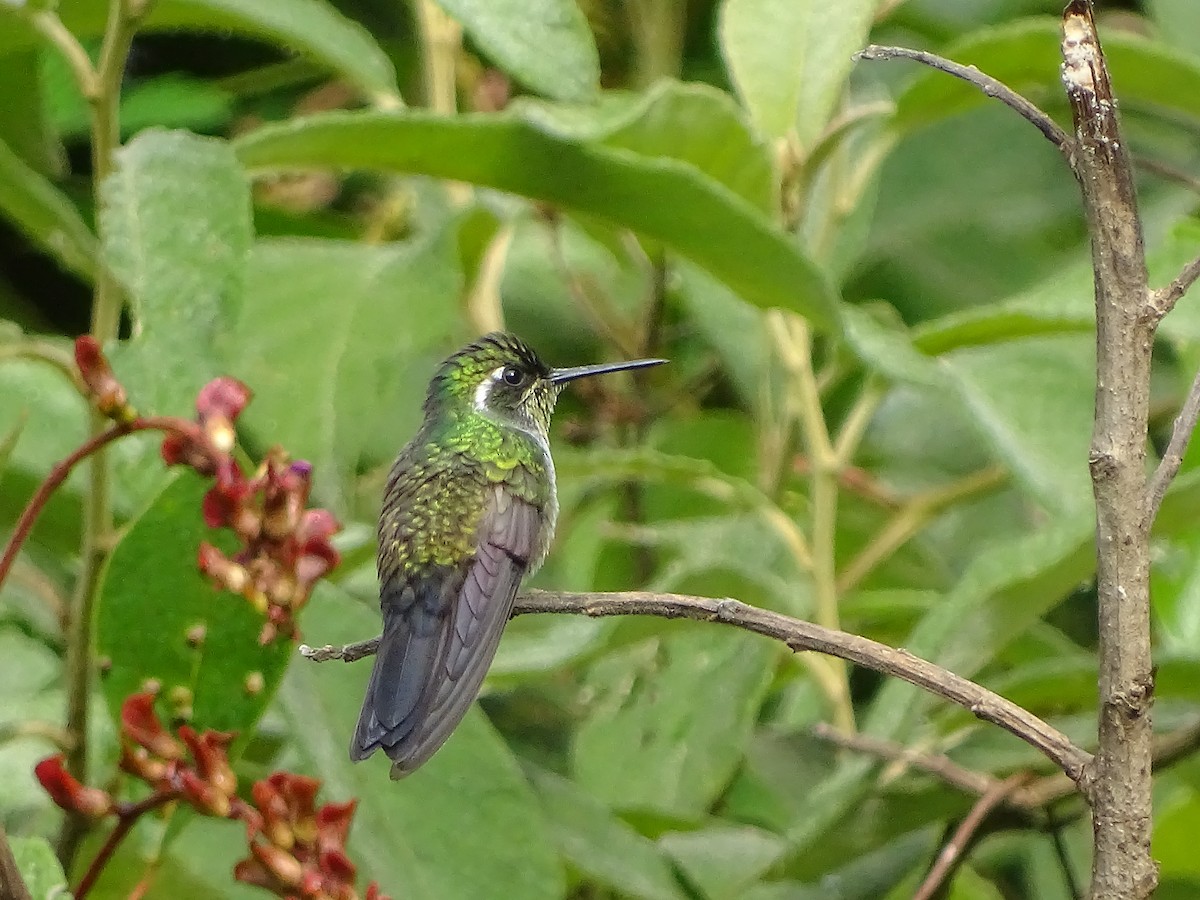 Green-breasted Mountain-gem - ML69051531