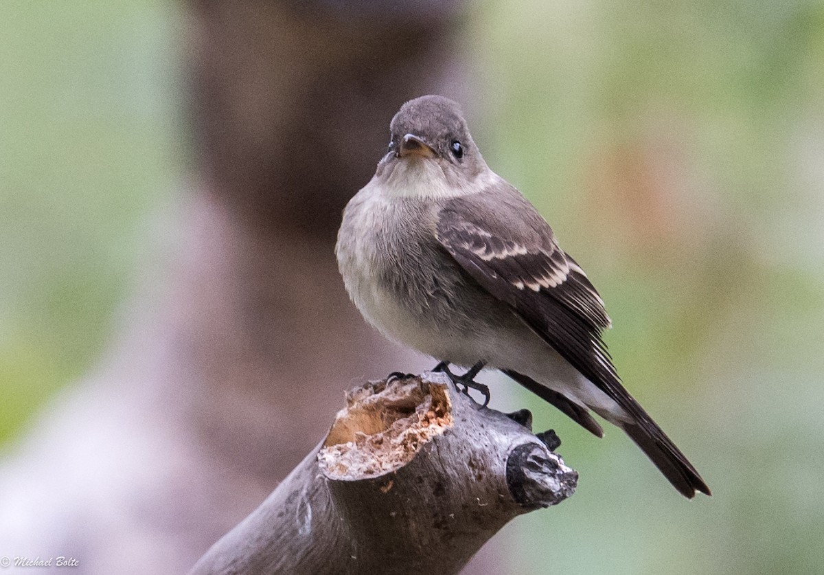Western Wood-Pewee - Michael Bolte