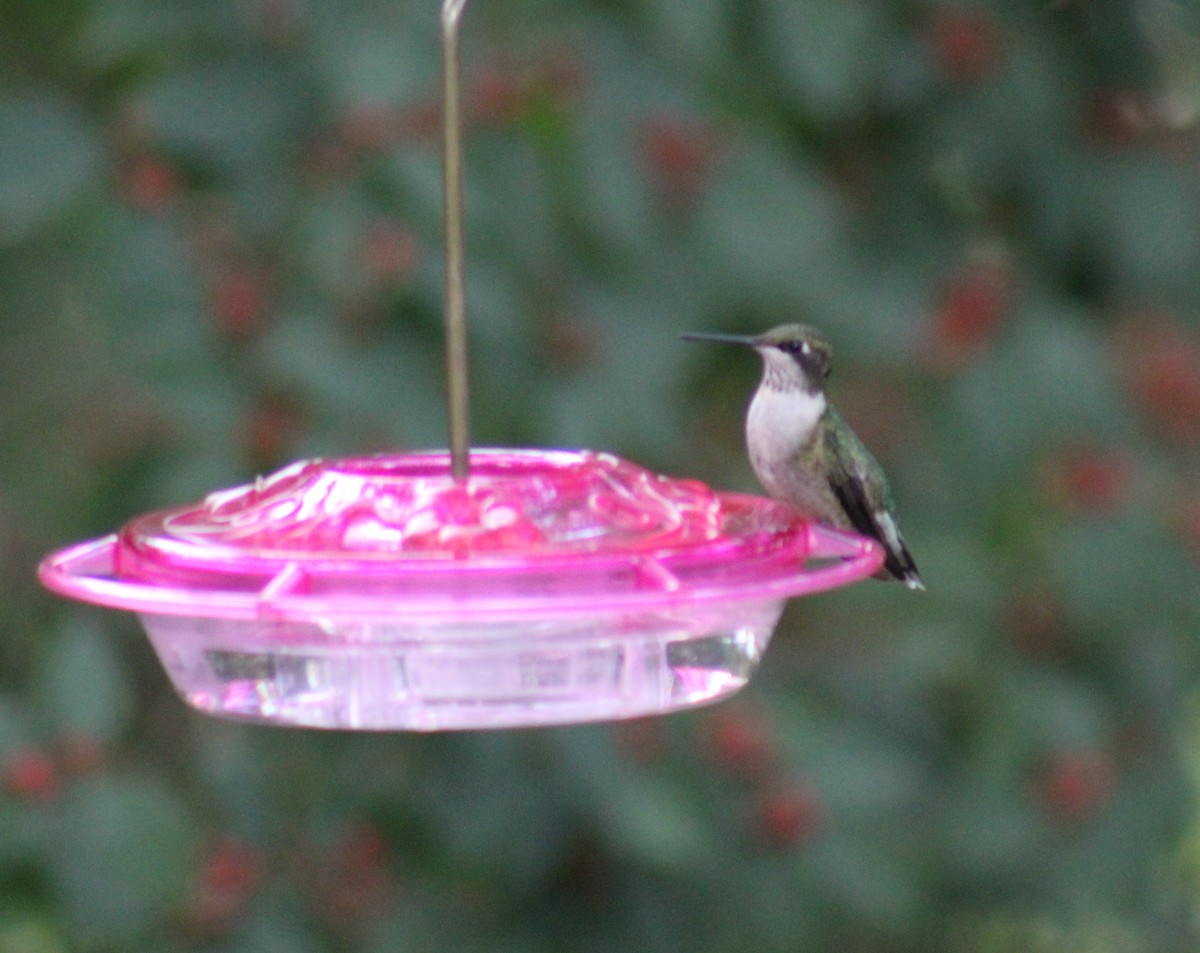 Ruby-throated Hummingbird - ML69056591