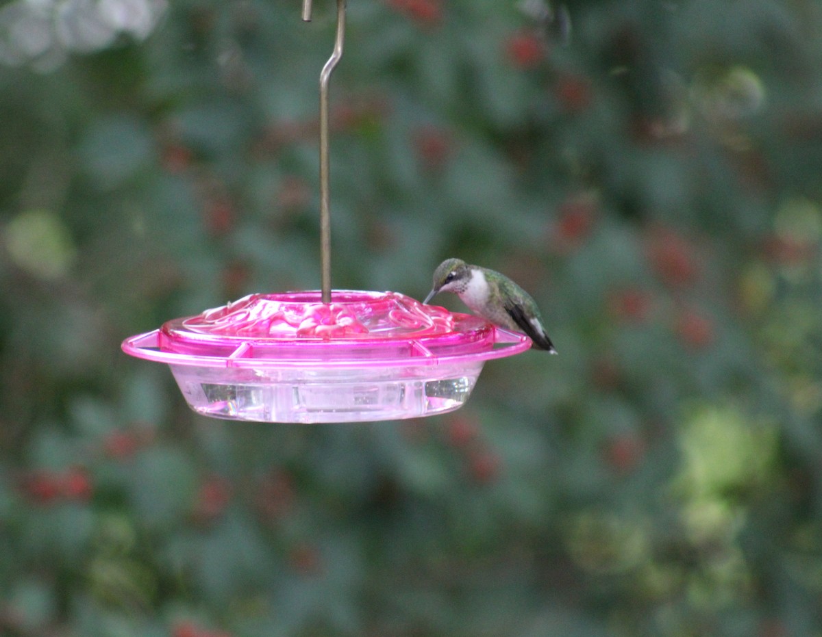 Ruby-throated Hummingbird - ML69056601