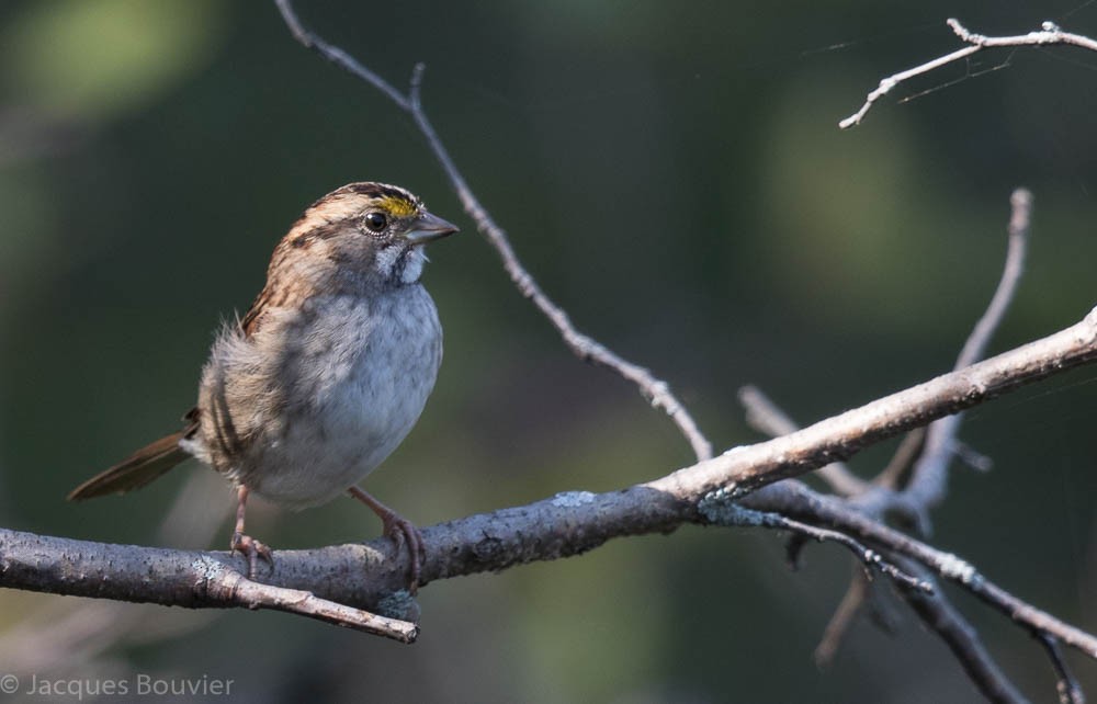 White-throated Sparrow - Jacques Bouvier