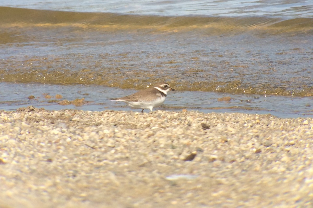 Semipalmated Plover - ML69059091