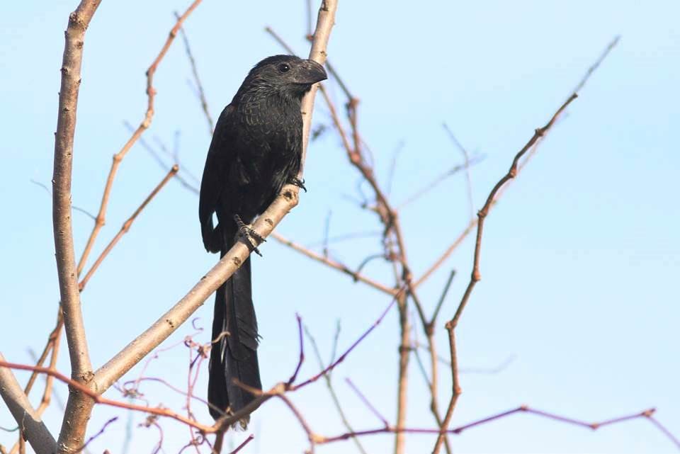 Groove-billed Ani - Paul Marvin