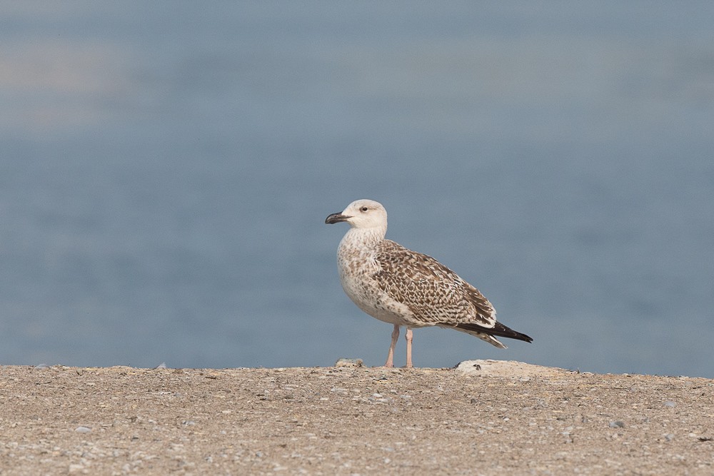 Great Black-backed Gull - Brian Stahls
