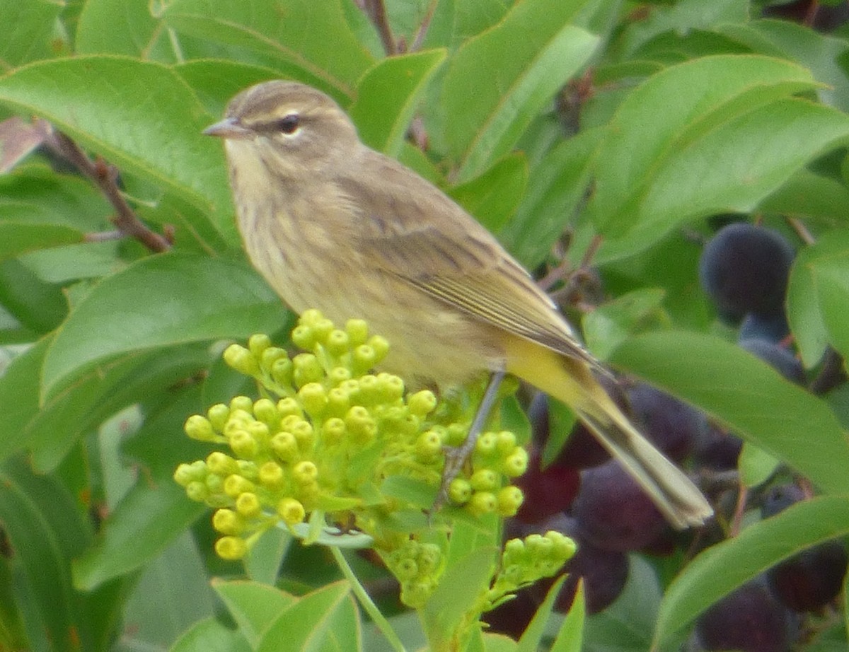Palm Warbler - Mary  McMahon