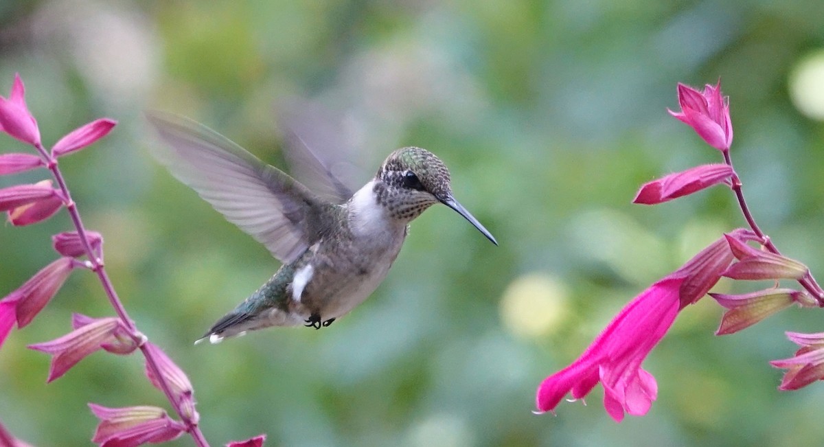 Ruby-throated Hummingbird - Robert Dixon