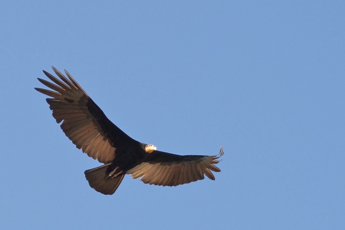 Greater Yellow-headed Vulture - Jean Broadhvest