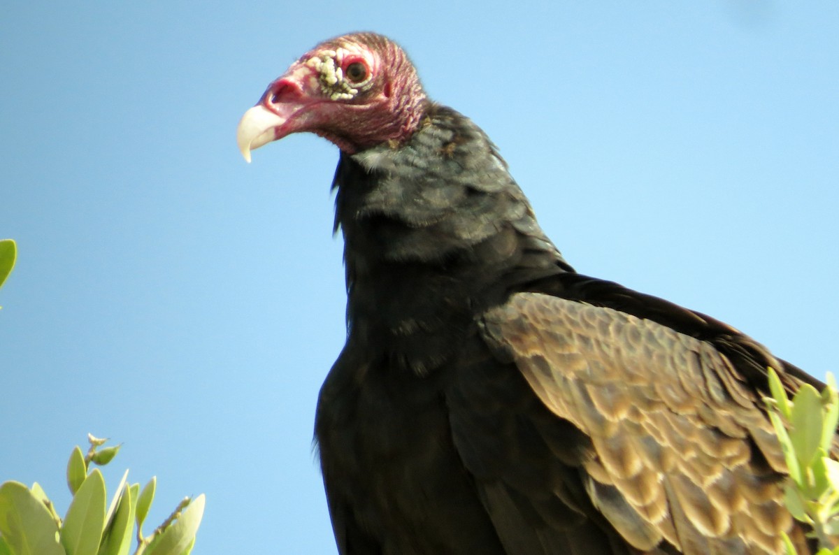 Turkey Vulture - ML69063471