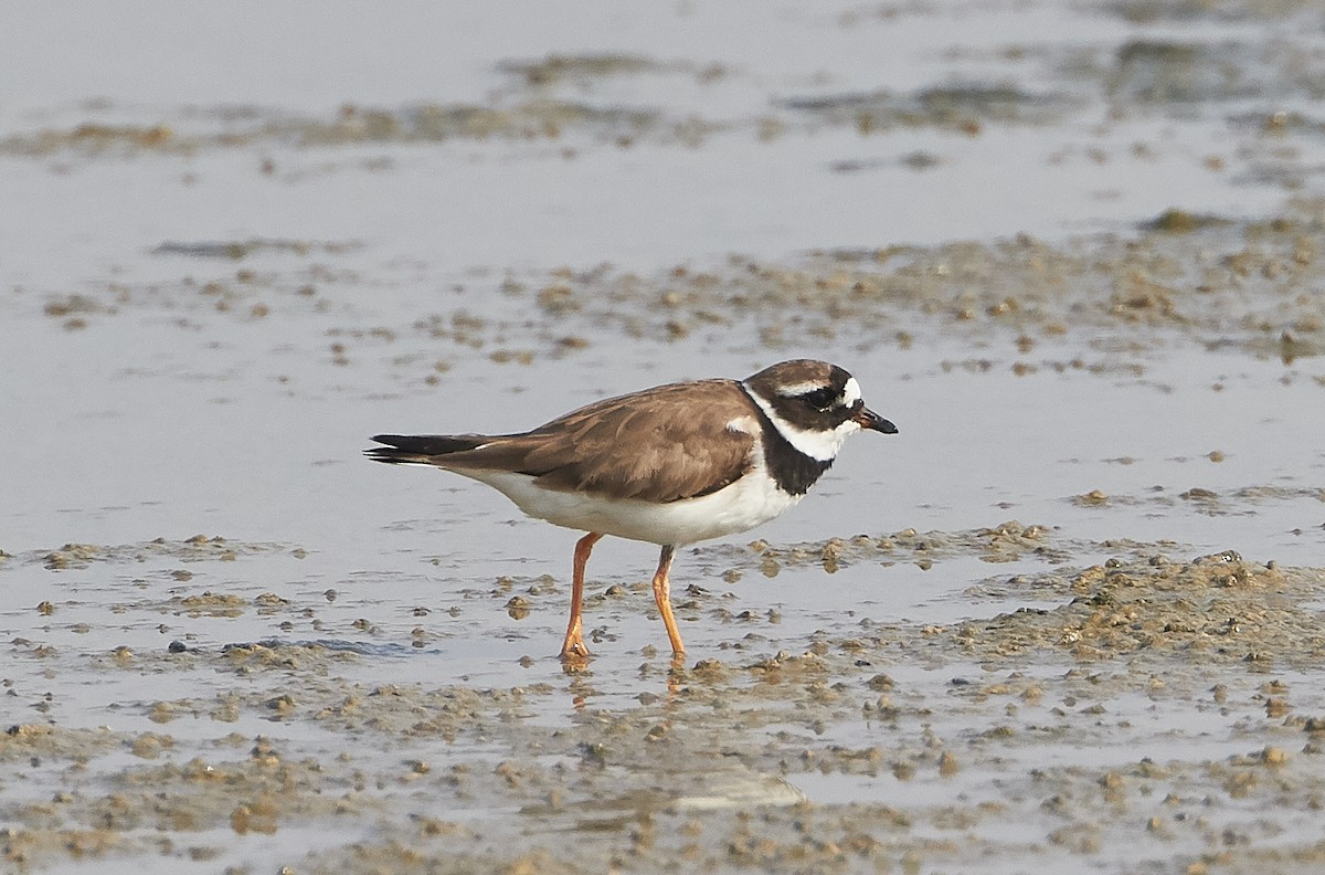 Common Ringed Plover - ML69065461