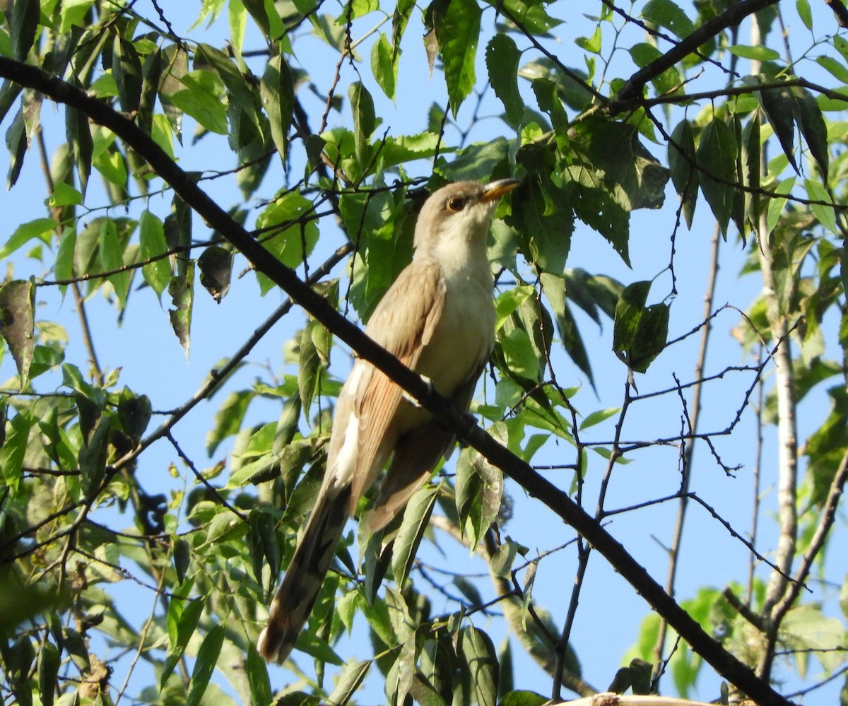 Yellow-billed Cuckoo - Andre Coquerel