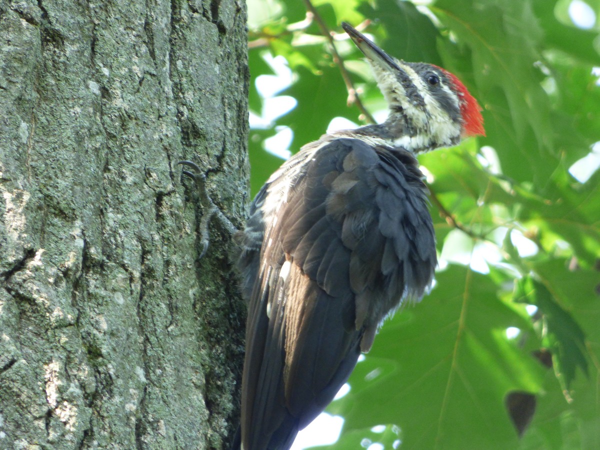 Pileated Woodpecker - Patrice Blouin