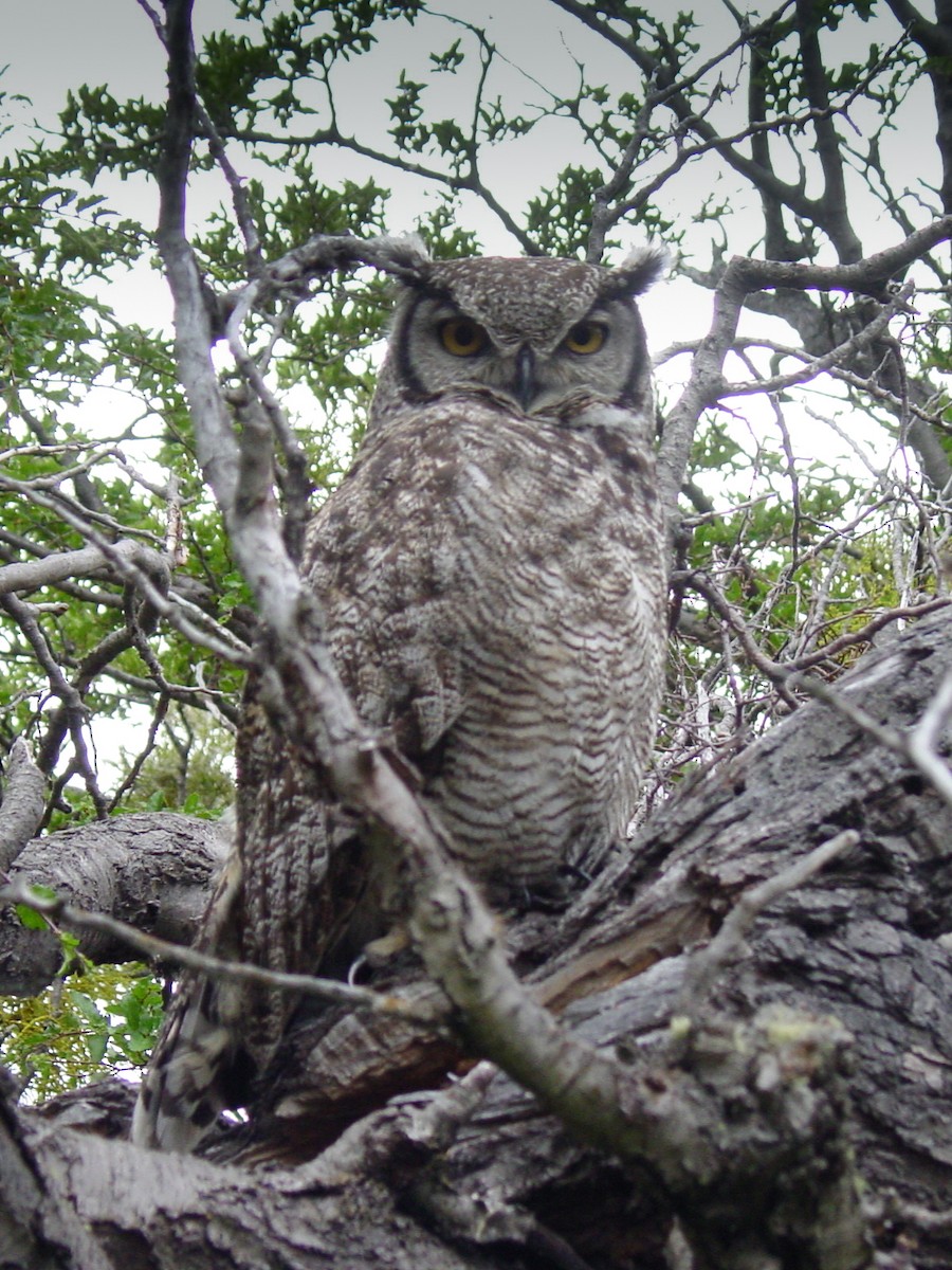 Lesser Horned Owl - David Robichaud