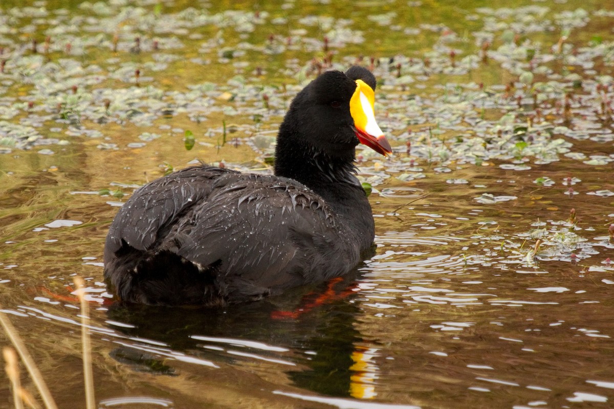 Giant Coot - ML69079741