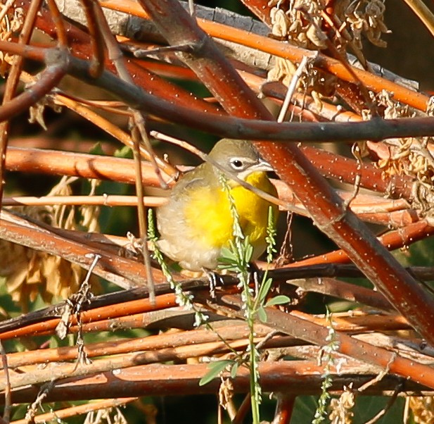 Yellow-breasted Chat - Kirk Swenson