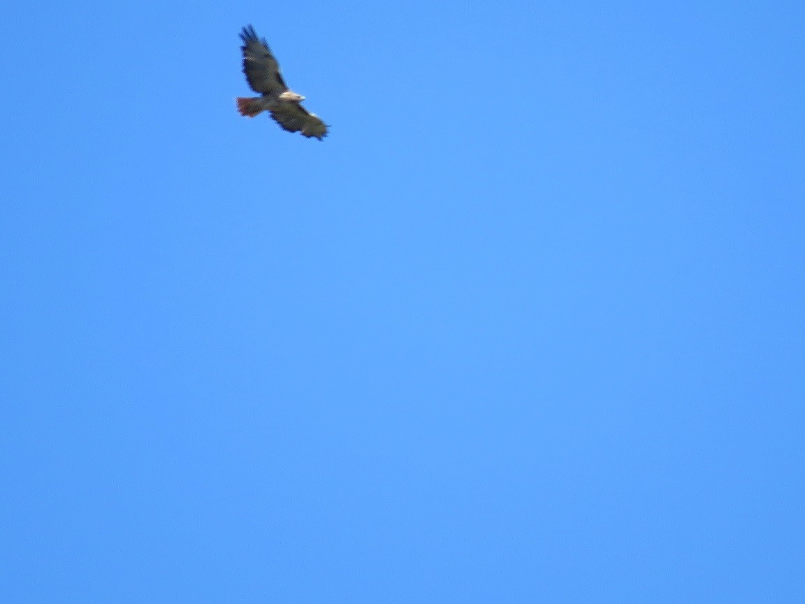 Red-tailed Hawk - ML69084061