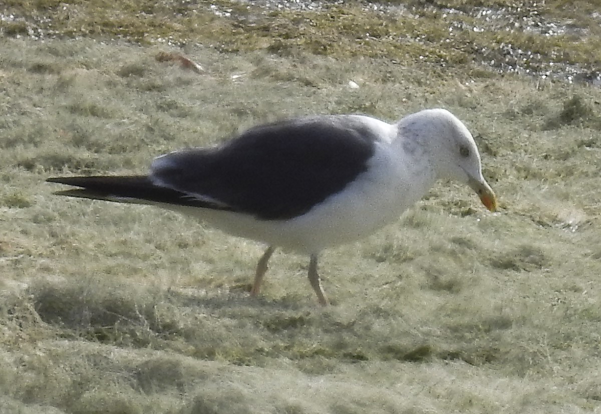 Lesser Black-backed Gull - Van Truan