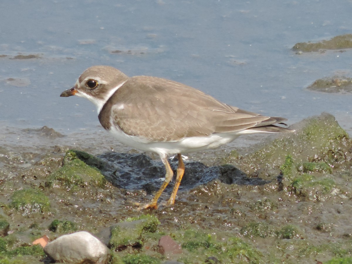 Semipalmated Plover - Rich Brown