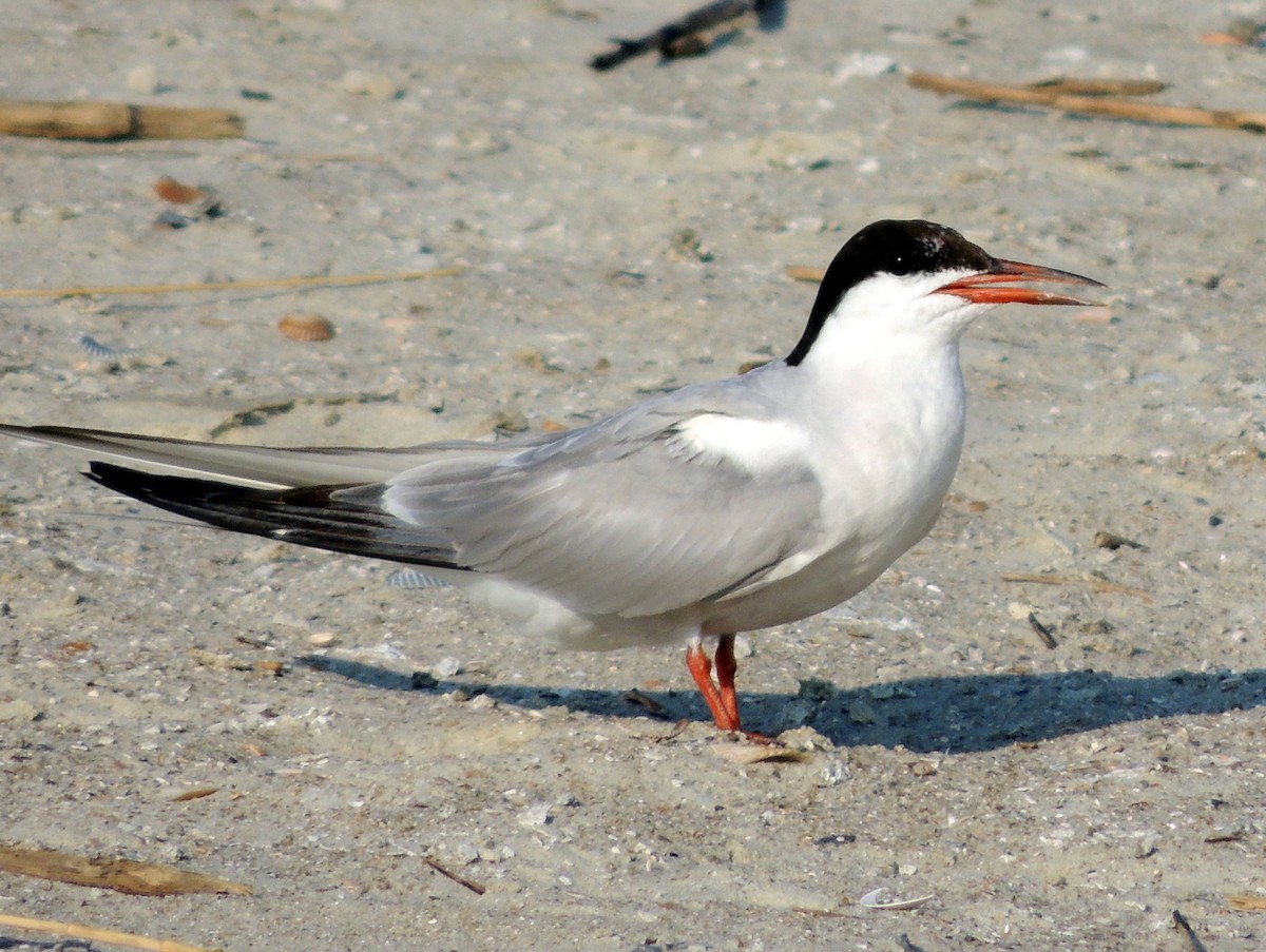 Common Tern - Marshall Weber