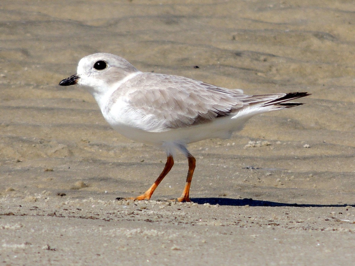Piping Plover - Marshall Weber