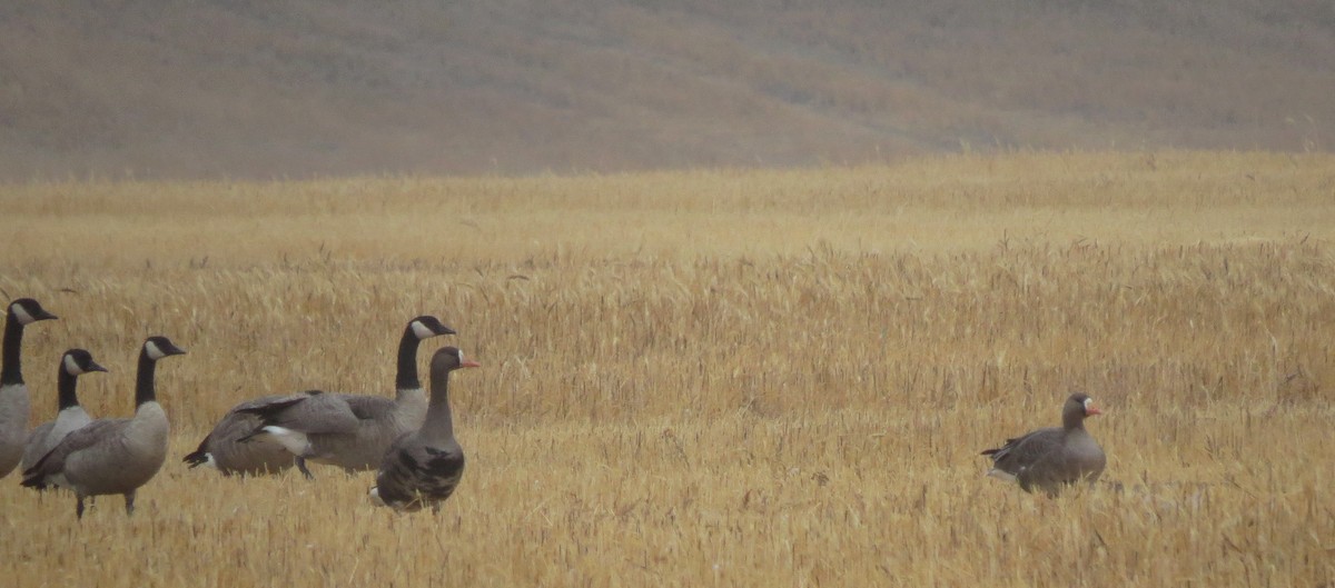 Greater White-fronted Goose - ML69086231