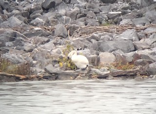 Tundra Swan, ML69087471