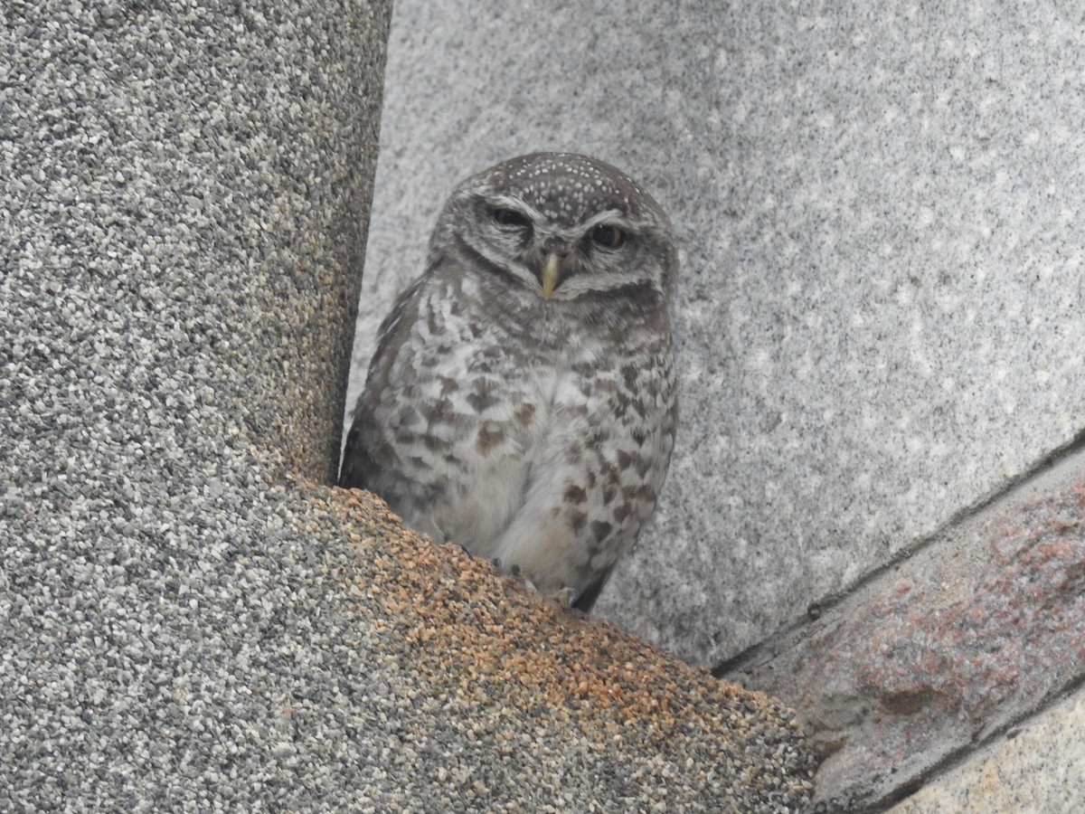 Spotted Owlet - Bhanu Sridharan