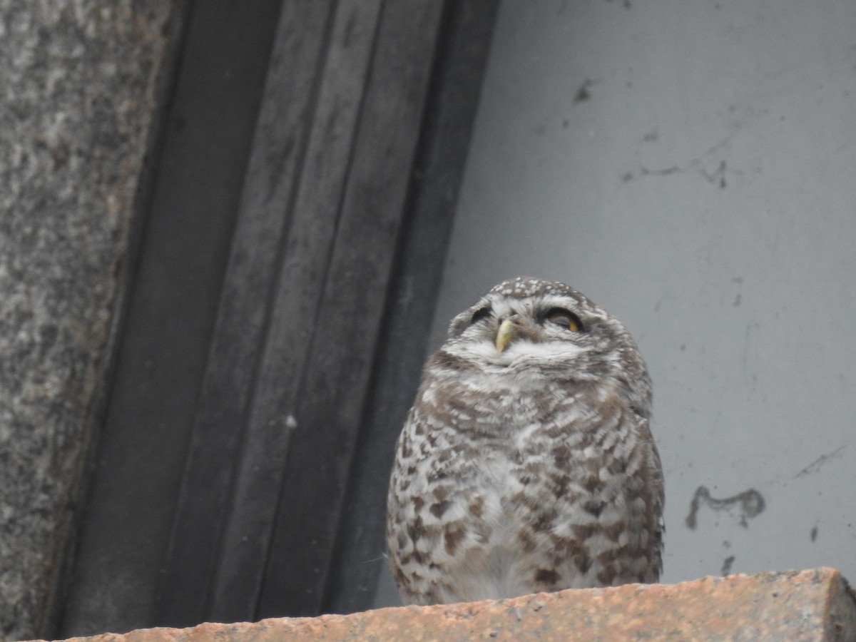 Spotted Owlet - Bhanu Sridharan