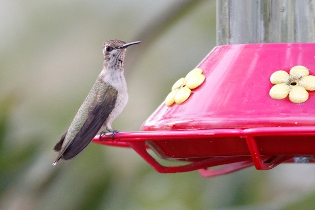 Black-chinned Hummingbird - ML69090831