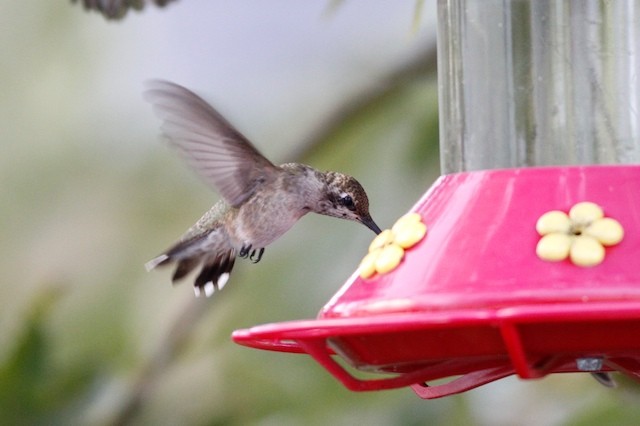 Black-chinned Hummingbird - ML69090851