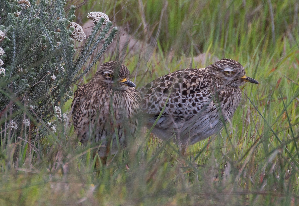 Spotted Thick-knee - ML69094191