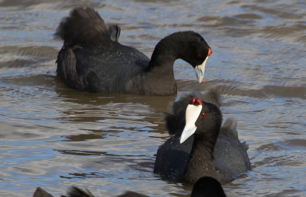 Red-knobbed Coot - ML69094481