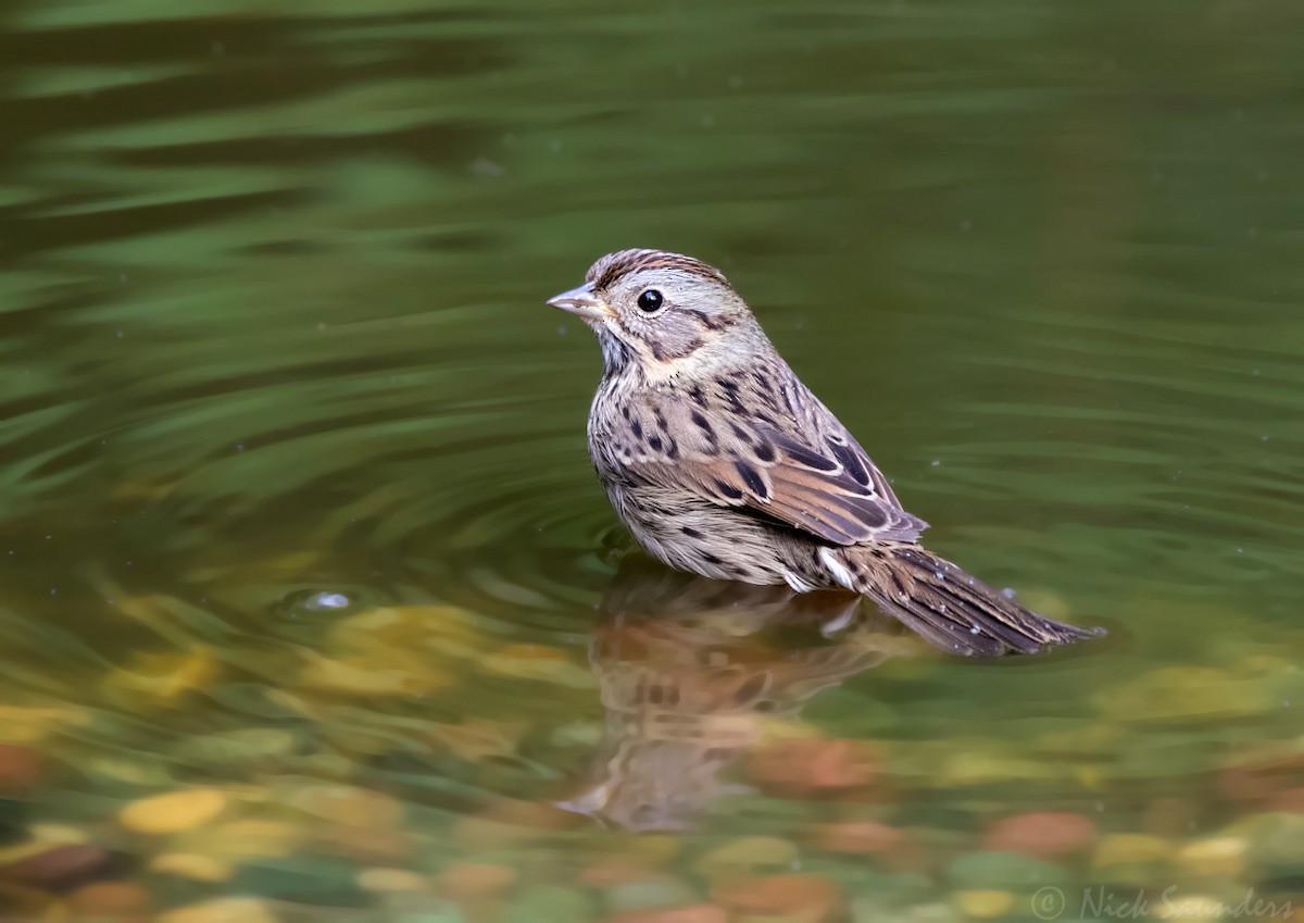 Lincoln's Sparrow - Nick Saunders