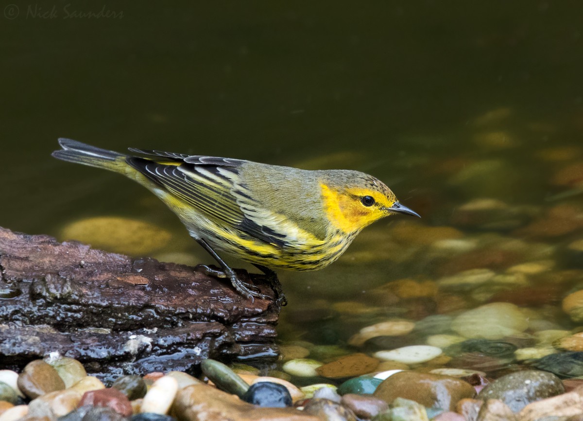 Cape May Warbler - Nick Saunders