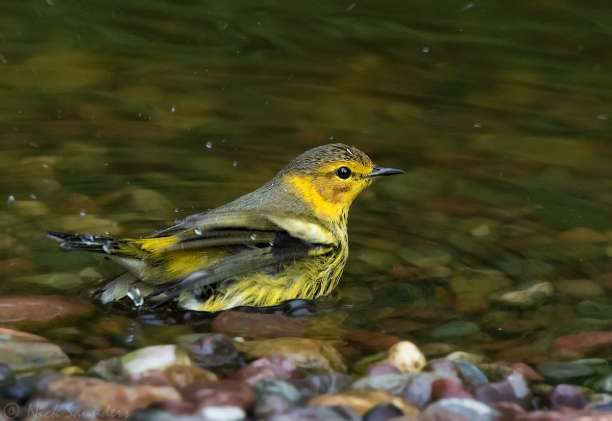 Cape May Warbler - Nick Saunders