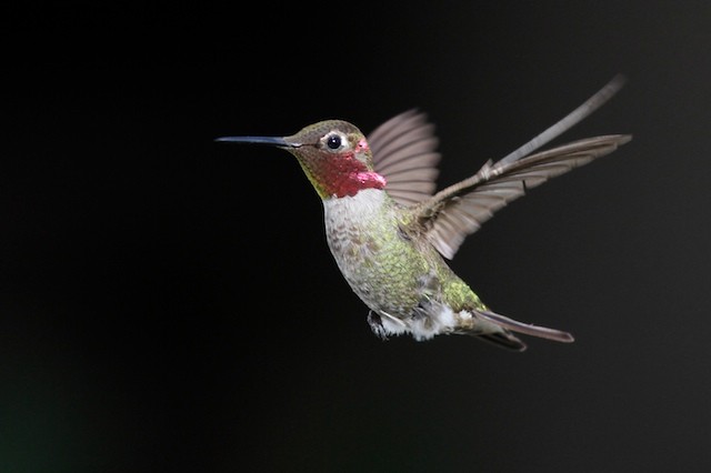 Anna's Hummingbird - Noah Gaines