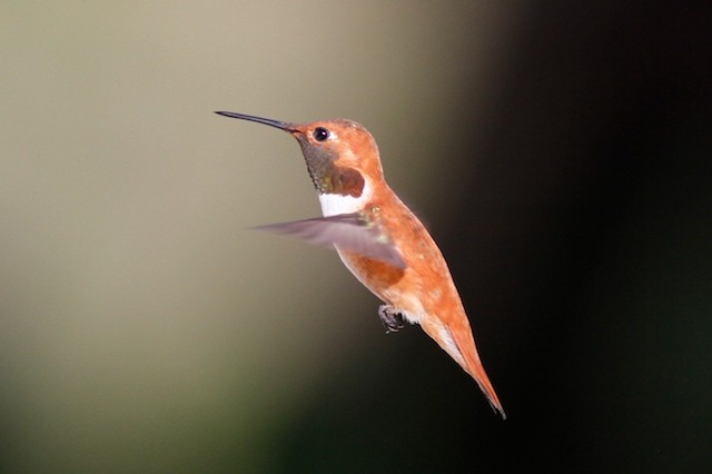 Rufous Hummingbird - Noah Gaines