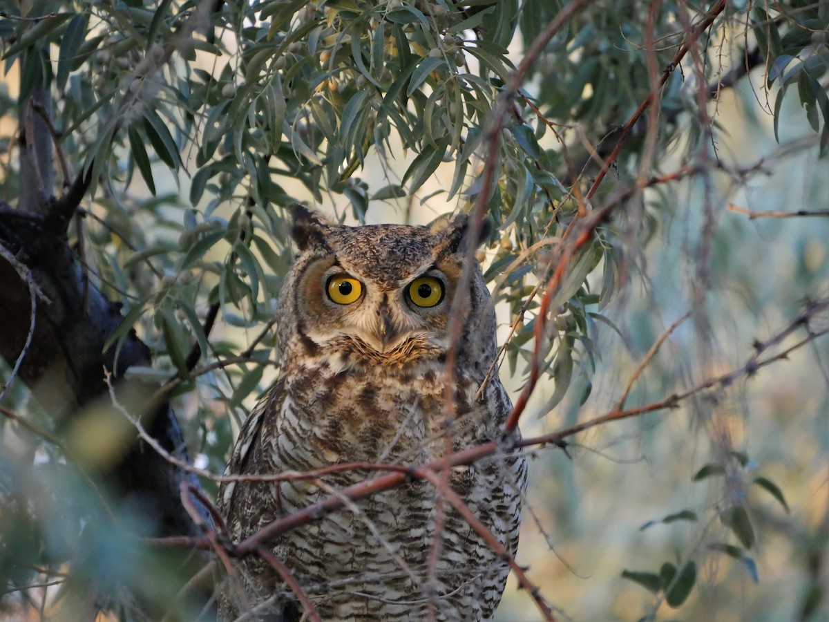 Great Horned Owl - Mike Malmquist