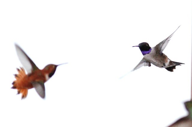 Black-chinned Hummingbird - ML69099591