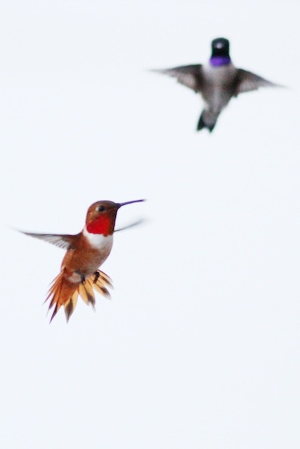 Rufous Hummingbird - ML69099601