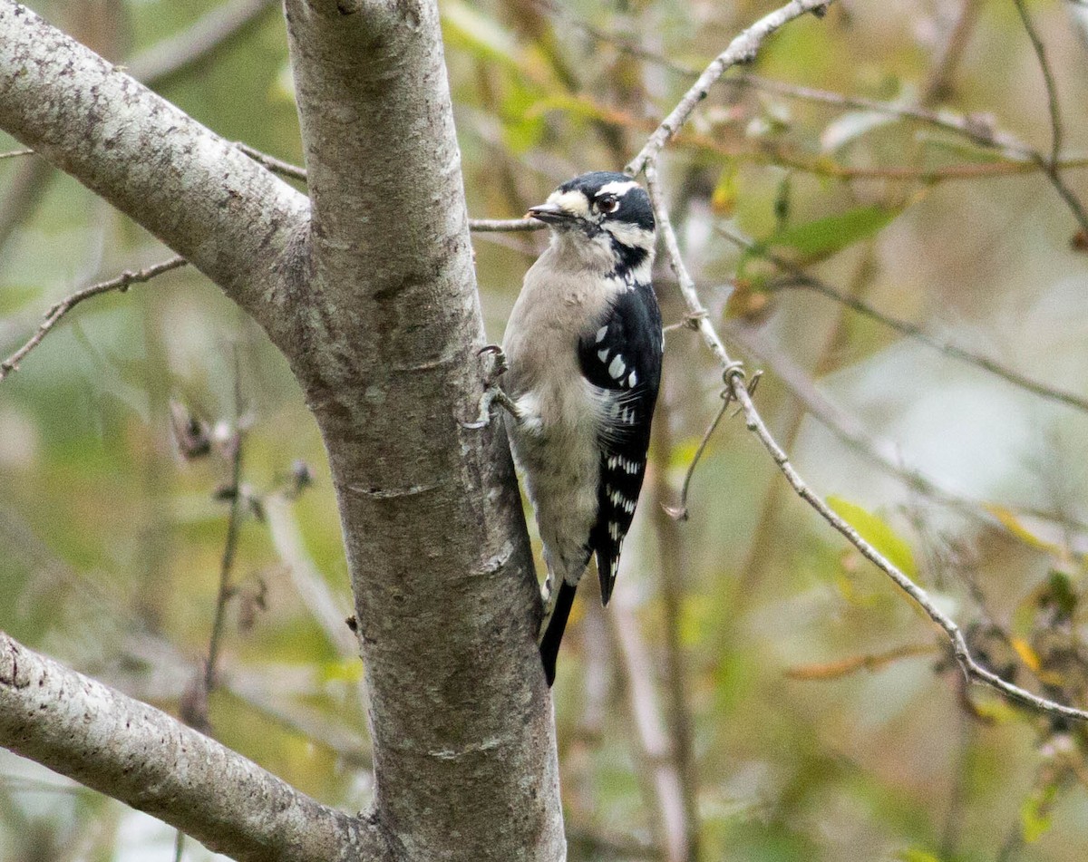 Downy Woodpecker - ML69099741