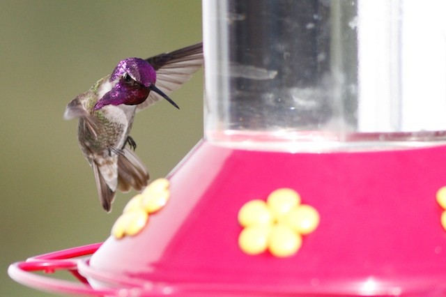 Costa's Hummingbird - ML69099841