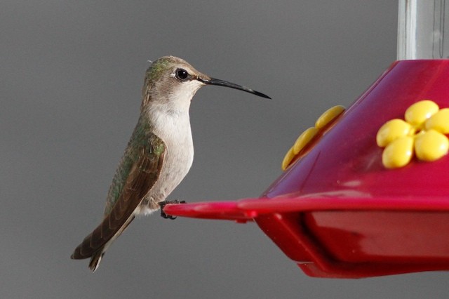 Costa's Hummingbird - ML69099851