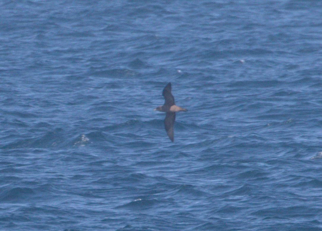 Flesh-footed Shearwater - ML69100511