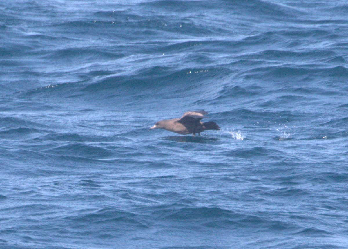 Flesh-footed Shearwater - ML69100541