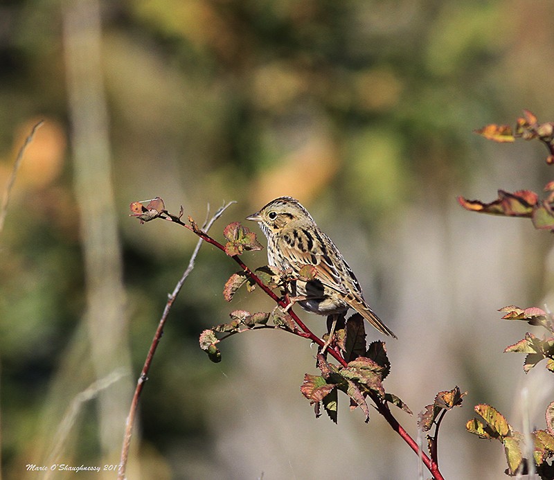 Lincoln's Sparrow - Marie O'Shaughnessy