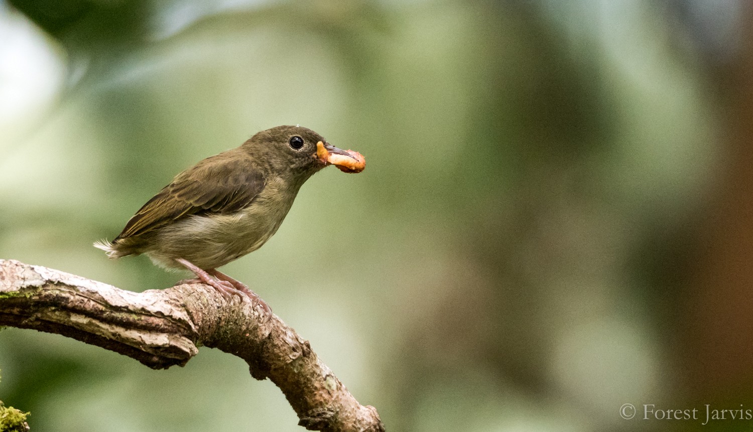White-bellied Flowerpecker - eBird