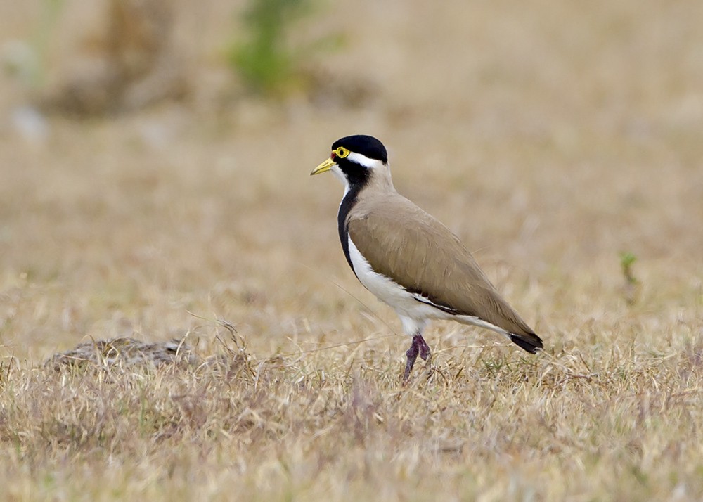 Banded Lapwing - ML69100951