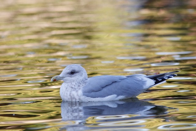 Iceland Gull (Thayer's) - Noah Gaines