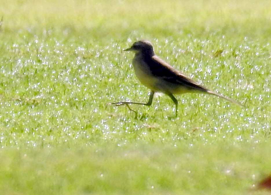 Eastern Yellow Wagtail - Chow Chong Peck